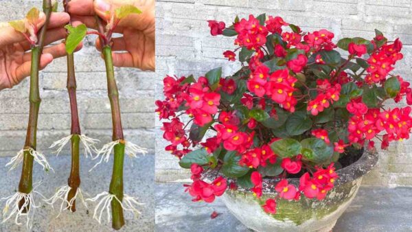 Begonias, cómo propagar ramas sin cesar con 1 plátano: se multiplica instantáneamente