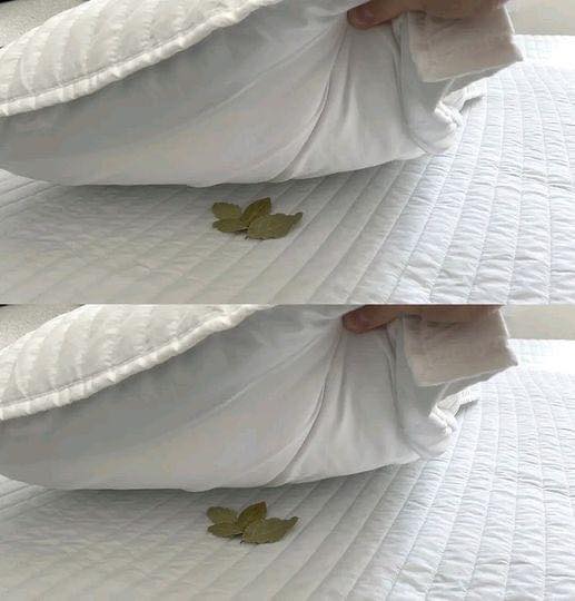 Beneficios de Poner una Hoja de Laurel Bajo la Almohada