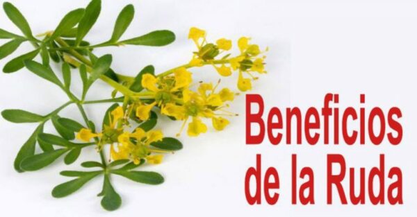 Beneficios y propiedades de la ruda: una planta medicinal maravillosa.