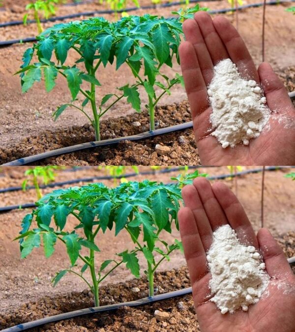 Bicarbonato de sodio: El secreto del jardinero: 10 formas ingeniosas de usarlo en tu jardín