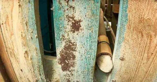 Bicarbonato de sodio contra los piojos rojos en las gallinas: ¿cómo funciona?