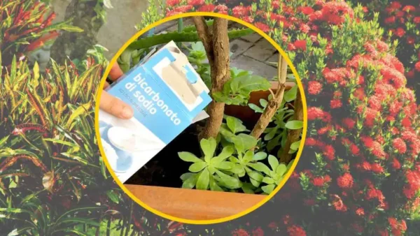 Bicarbonato de sodio, echa una cucharadita a las plantas: lo que verás es fuera de lo común