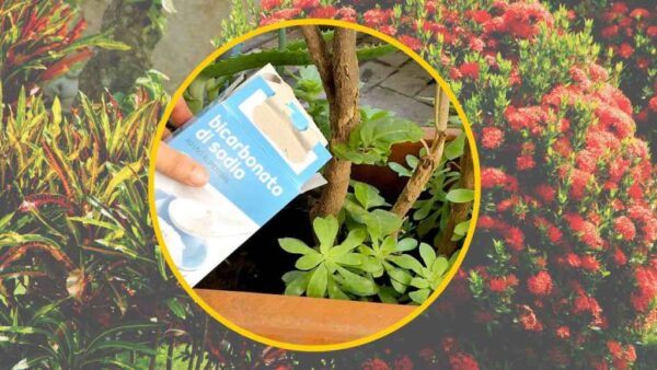 Bicarbonato de sodio, echa una cucharadita a las plantas: lo que verás es fuera de lo común