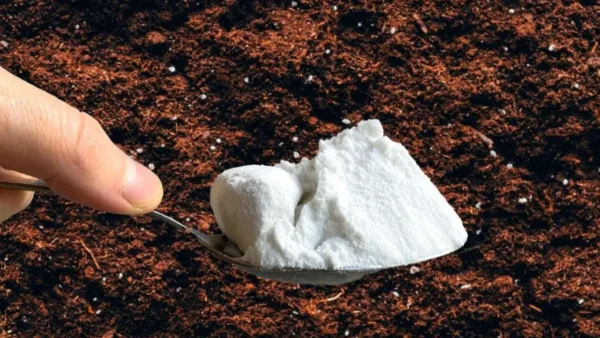 Bicarbonato de sodio en el jardín: 10 aplicaciones variadas y consejos útiles