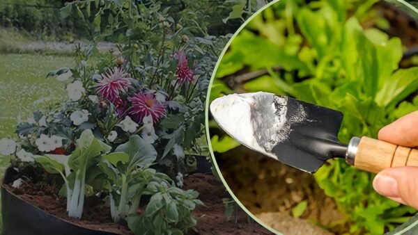 Bicarbonato, untarlo sobre las plantas: repelente natural | Plantas más exuberantes en 24 horas