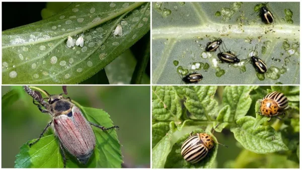Bichos verdes en las plantas, el increíble movimiento de los viveristas para hacerlos desaparecer: 1 gota es suficiente