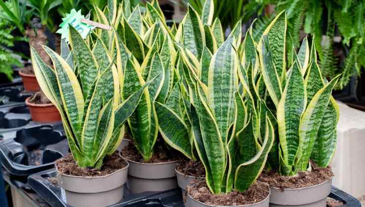 sansevieria