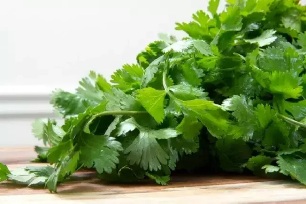 CÓMO CULTIVAR CILANTRO EN ACUAPONÍA: UNA GUÍA COMPLETA