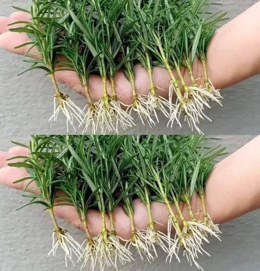 CÓMO REPRODUCIR ROMERO EN AGUA SIN FIN, TE LLEVARÁ MUY POCOS MINUTOS