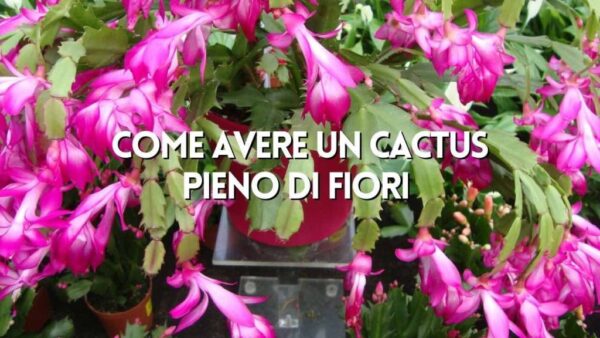 Cactus lleno de flores, cómo hacer que produzca sin fin de forma natural