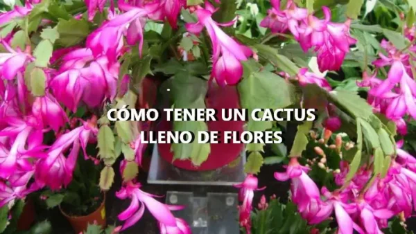 Cactus lleno de flores, cómo hacer que produzca sin fin de forma natural