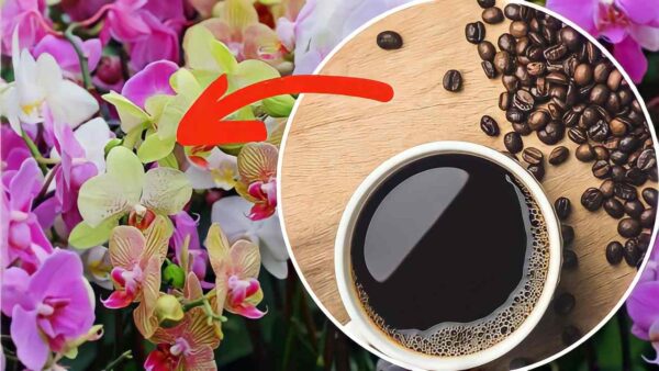 Café en orquídeas: he aquí por qué siempre debes ponerlo | Nunca los había visto tan exuberantes.