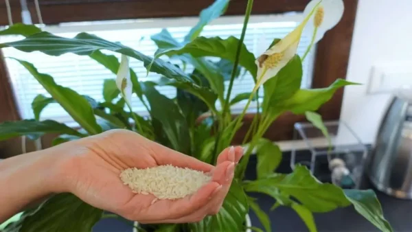 Calla, añade esto a la planta: ahorrarás mucho dinero