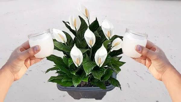 Calla saludable y exuberante con un puñado de este ingrediente: nunca lo había tenido así