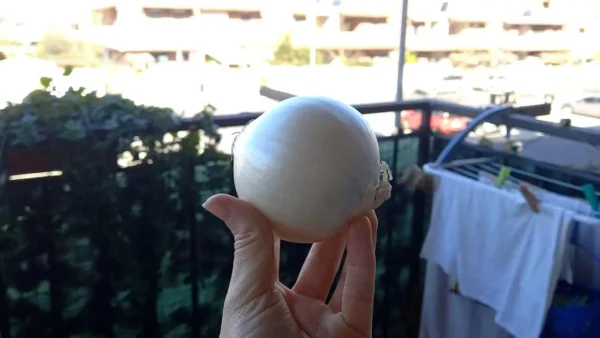 Cebolla, déjala toda la noche en el balcón: solucionará un problema muy molesto