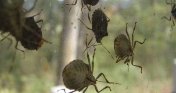 Chinches en la casa | ¡Los trucos más efectivos para vencerlos sin productos tóxicos!