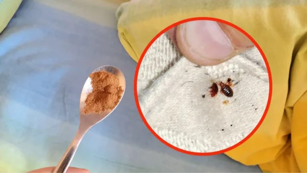 Chinches en las sábanas, solo con este querido ingrediente desaparecerán al instante