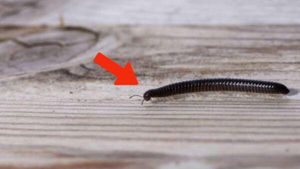 Ciempiés, ¿sabes qué significa si lo encuentras en casa? La razón es seria pero no lo sabes.
