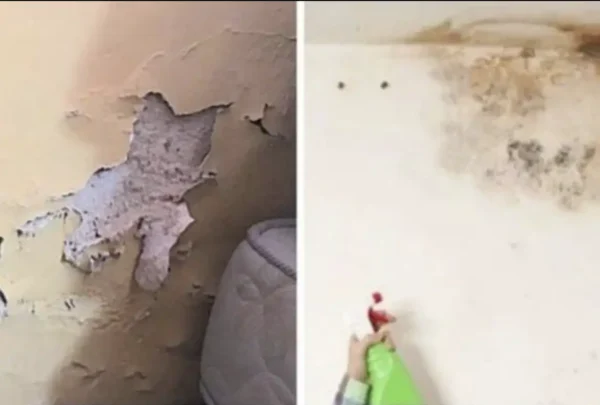 Cómo Eliminar la Humedad de las Paredes de Forma Efectiva y Prevenir su Regreso