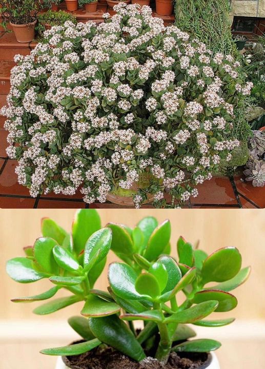 Cómo Hacer Florecer el Árbol de la Abundancia o Jade en tu Hogar