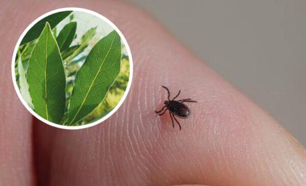 Cómo ahuyentar las garrapatas del jardín