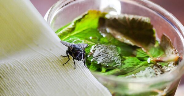 Cómo alejar las moscas con un frasco