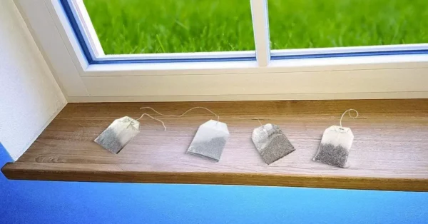 ¿Cómo alejar las plagas de casa con bolsitas de té?