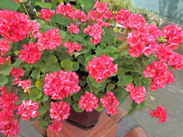 Cómo alimentar geranios en la primavera.