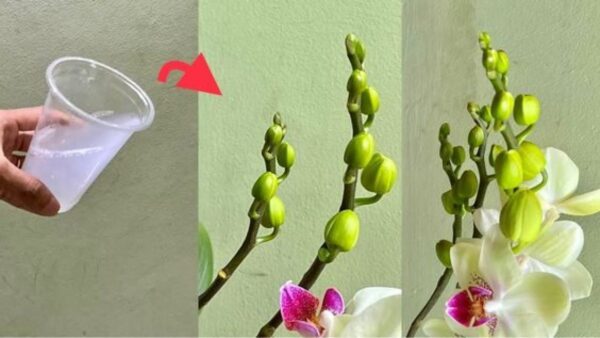 Cómo alimentar orquídeas con ingredientes naturales.