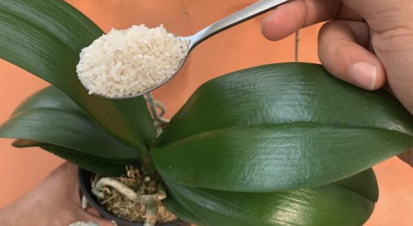 Cómo alimentar orquídeas: el método con dos ingredientes naturales.