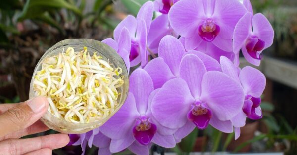 Cómo alimentar plantas con brotes de frijol.