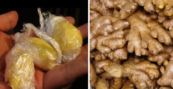 Cómo almacenar el jengibre para que se mantenga fresco