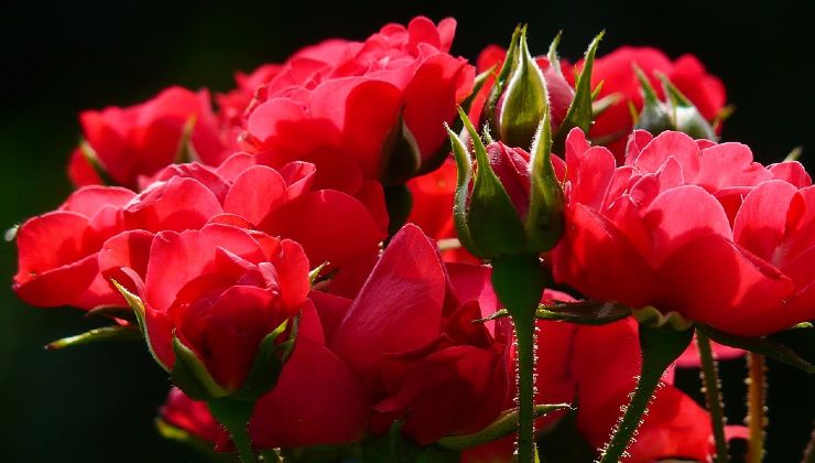 ramas de rosas ramas de rosas