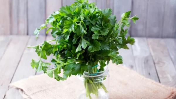 Cómo conservar el perejil: los trucos que realmente funcionan