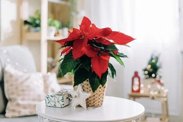 ¿Cómo conservar mejor el follaje de la estrella de Navidad?