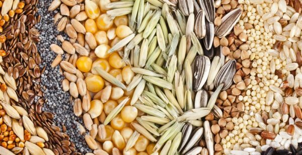 Cómo cosechar tus propias semillas para la próxima temporada.