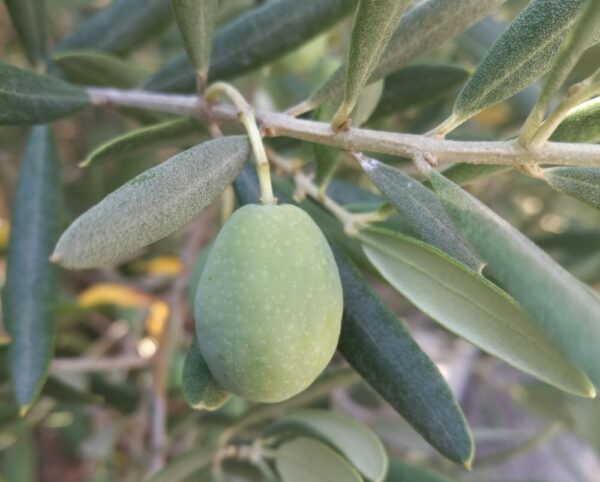 Cómo cosechar y preparar tus propias aceitunas