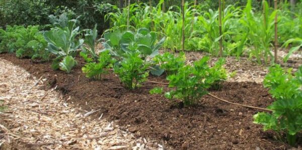 Cómo cubrir tu huerto: 4 tipos de mantillo orgánico