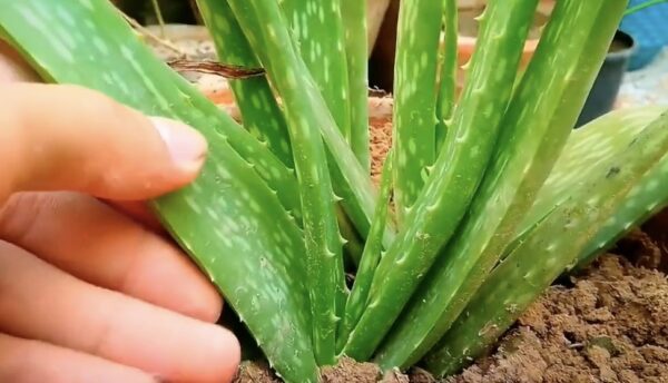 Cómo cuidar el aloe vera en el calor
