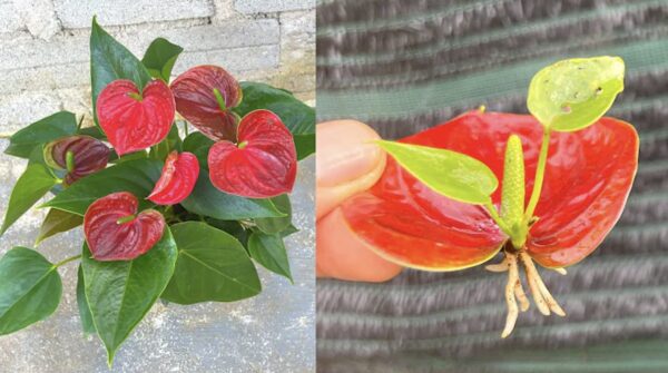 Cómo cuidar el anthurium: 6 cosas que debes saber