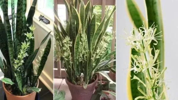 ¿Cómo cuidar la Sansevieria? Mantenimiento y riego