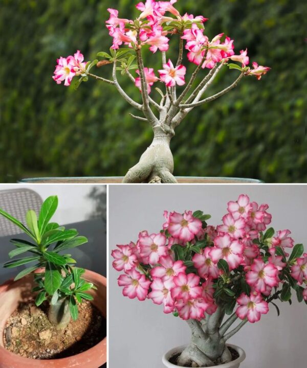 Cómo cuidar la rosa del desierto para que florezca todo el año