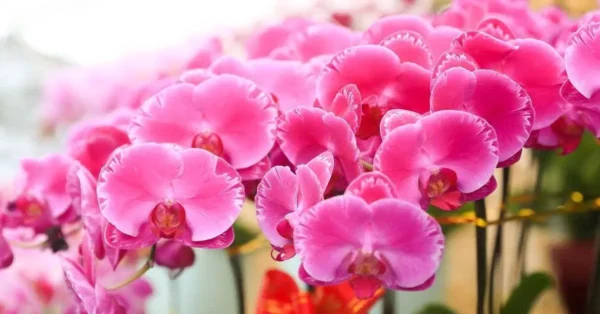 ¿Cómo cuidar las raíces de las orquídeas?