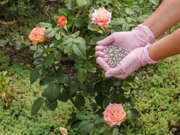 Cómo cuidar las rosas en el balcón para tener una floración más exuberante
