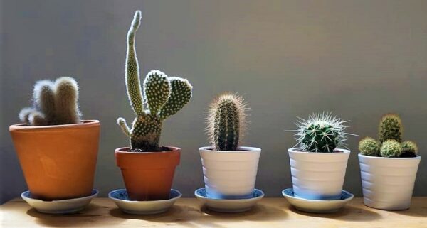 Cómo cuidar un cactus en maceta para que no se seque