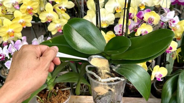 Cómo cuidar una orquídea moribunda: el método natural con canela