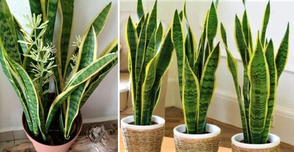 Cómo cuidar una planta Sanseviera que está en maceta