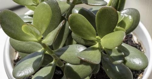 Cómo cultivar Crassula ovata, la suculenta que según el Feng Shui trae suerte y prosperidad
