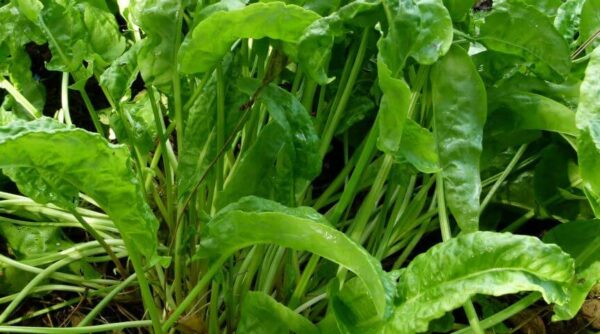 Cómo cultivar acedera a partir de semillas.