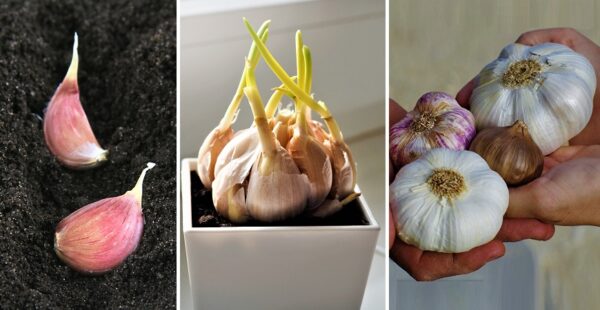 Cómo cultivar ajo en una maceta en casa